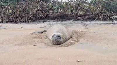 Elefante-marinho é visto descansando em praia de Linhares