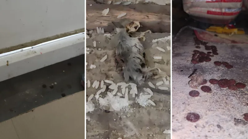 As equipes encontraram um rato morto próximo às gôndolas, fezes de animais e alimentos com embalagens danificadas por roedores