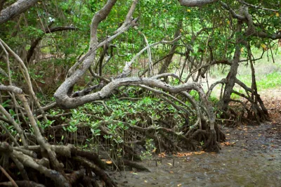 Área de manguezal no Espírito Santo
