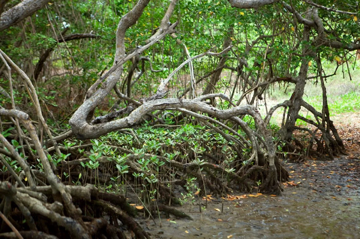 Área de manguezal no Espírito Santo