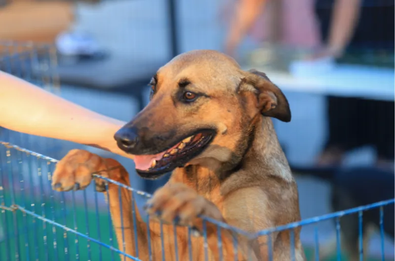 Transforme uma vida e ganhe um amigo: adote um cão ou gato na feira de adoção