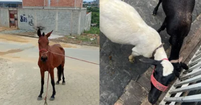 Cariacica será sede do primeiro Hospital Veterinário Estadual
