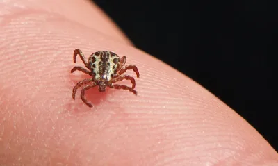 Mimoso do Sul confirma morte por febre maculosa e reforça prevenção